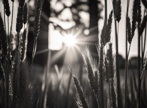 Friedhof  Eschringen